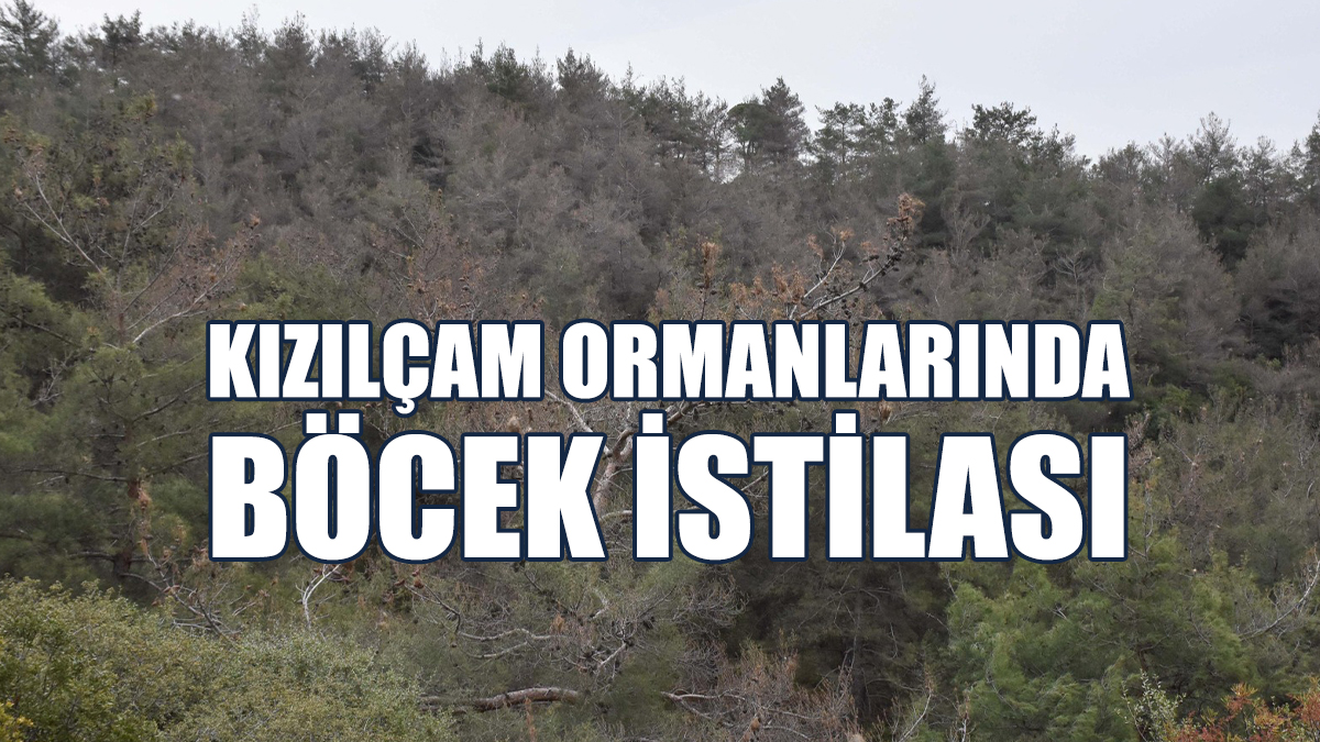Ormanlarda Kitlesel Ölüm: 4 Ayda 1350 Ton Oksijen Kaybı Yaşanacak