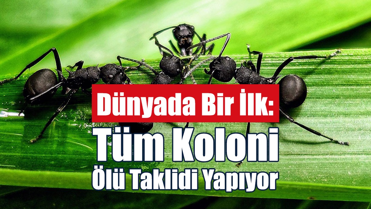 Tüm Koloni Ölü Taklidi Yapıyor