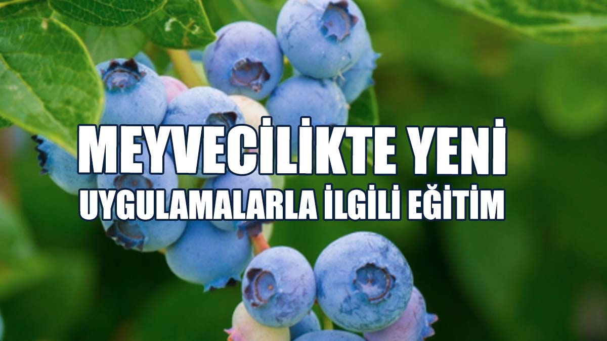 Maviyemiş Yetiştiriciliği İle İlgili Eğitim Düzenlenecek
