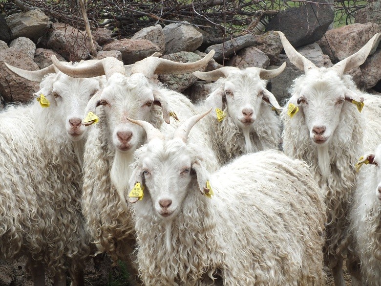 Devlet Üretme Çiftliği oğlak keçi ve teke satışı yapacak