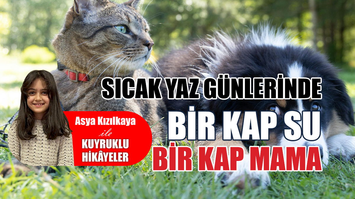 Sıcak yaz günlerinde bir kap su, bir kap mama