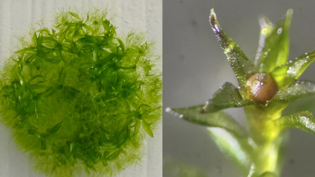 Yosun, uzayda dokuz ay yaşamayı başardı