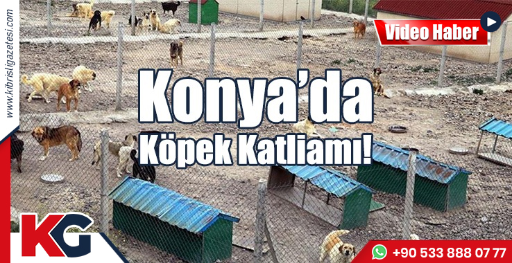 Konya’da Köpek Katliamı!