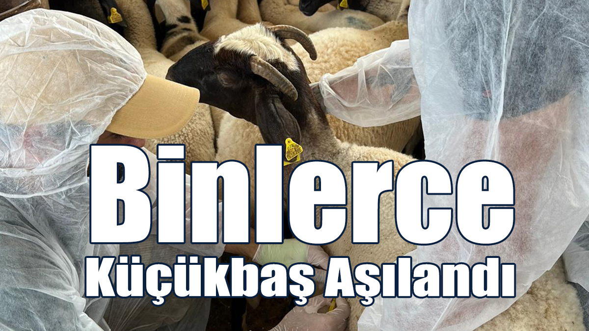 Koyun Keçi Çiçeği Hastalığıyla Mücadele