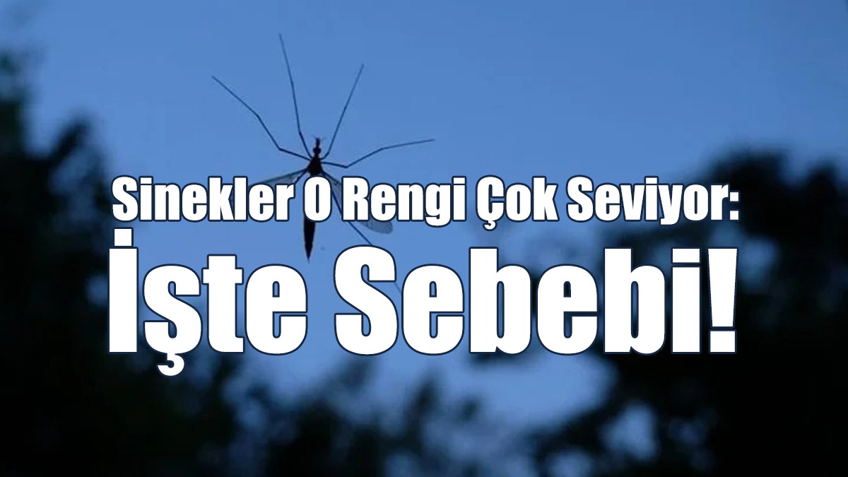 Sinekler O Rengi Çok Seviyor: İşte Sebebi!