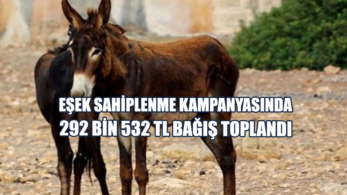 Eşek Sahiplenme Kampanyasında 292 Bin 532 TL Bağış Toplandı