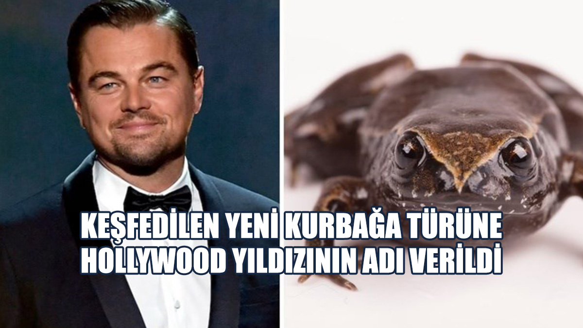 Keşfedilen Yeni Kurbağa Türüne, DiCaprio'nun Adı Verildi