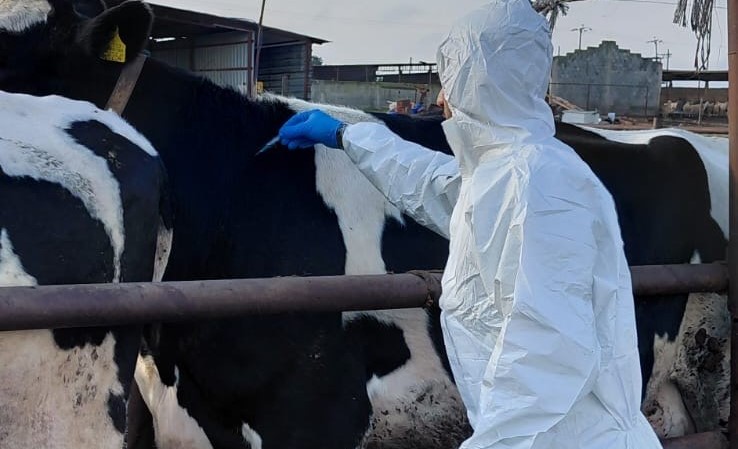 Şap hastalığı ile mücadelede 6 günde 35 bin 702 hayvan aşılandı