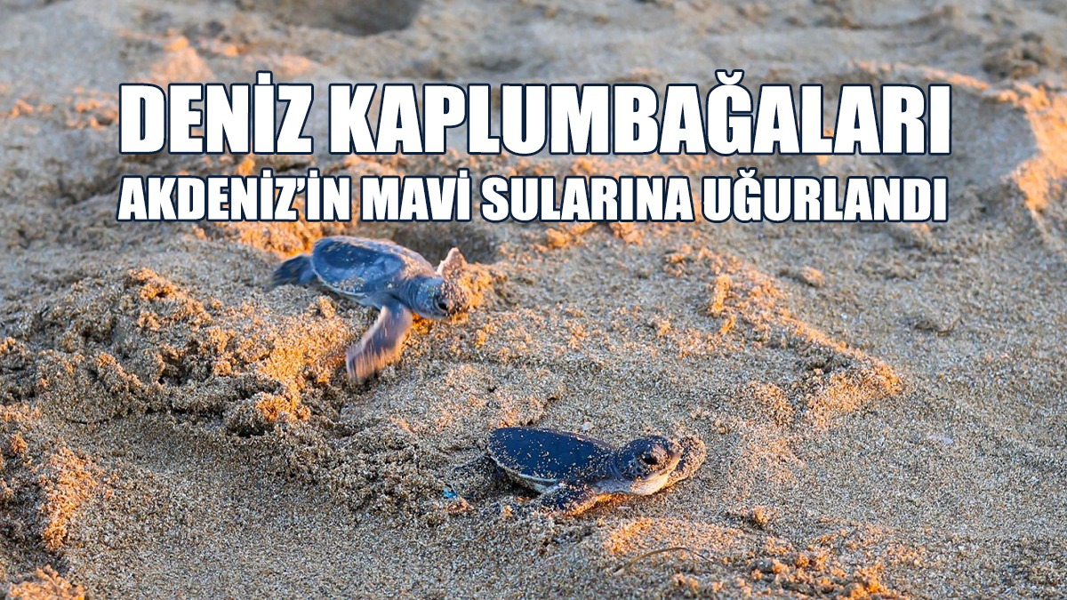 Deniz Kaplumbağaları İçin Etkinlik Düzenledi