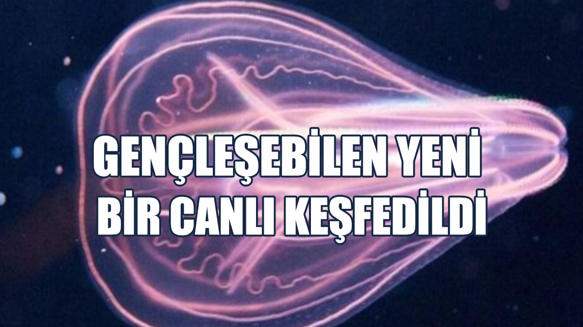 Gençleşebildiği Bilinen İkinci Denizanası Türü