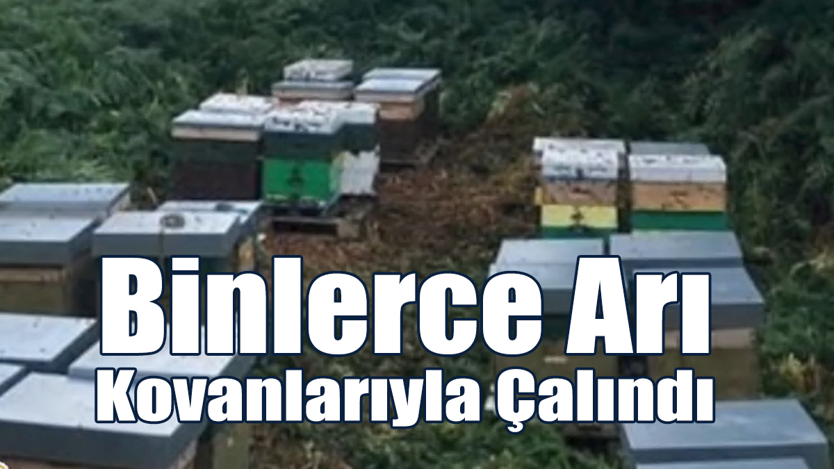 Galler'de Binlerce Arı, Kovanlarıyla Çalındı