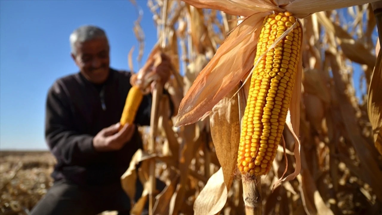 Gıdada El Nino etkisi büyüyor: Mısır fiyatları 3 yılın zirvesinde