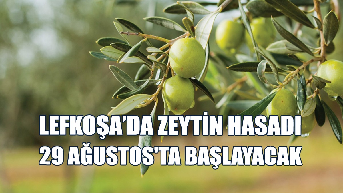 Lefkoşa’da Zeytin Hasadı Başlıyor