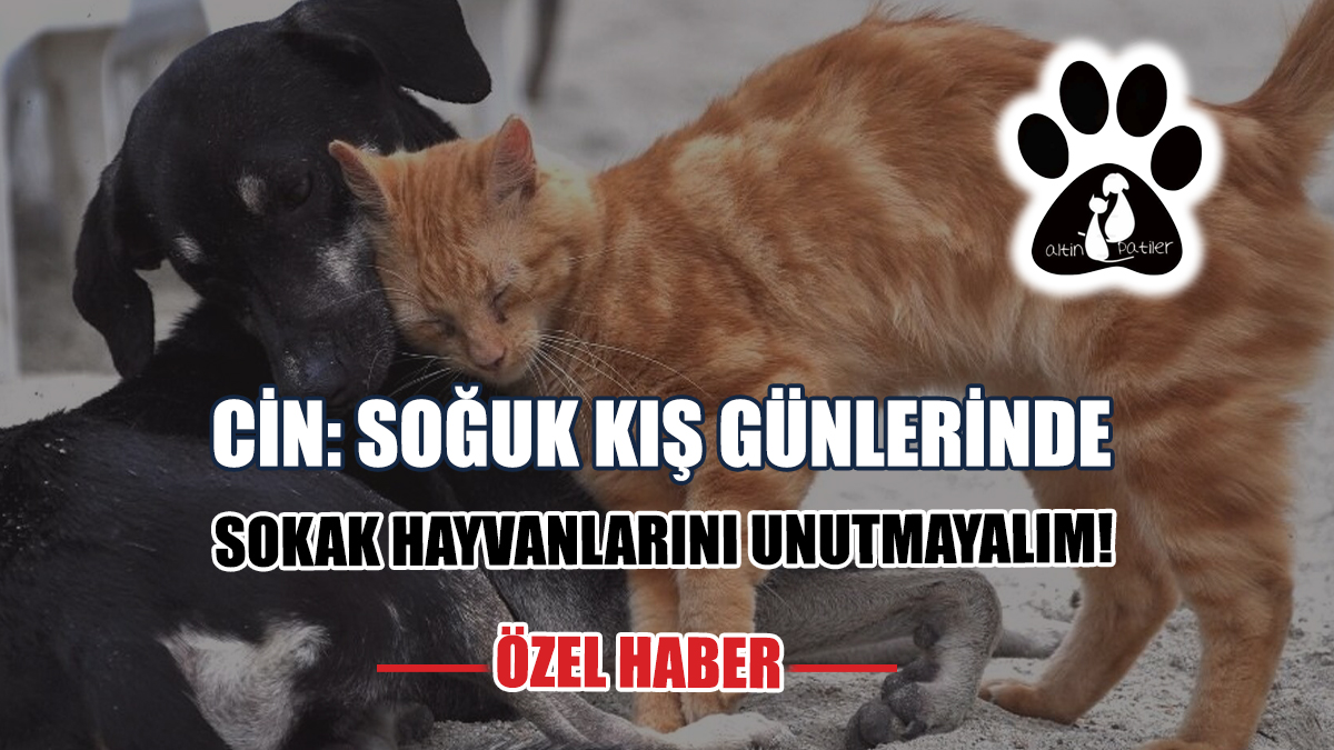 Cin: Soğuk Kış Günlerinde Sokak Hayvanlarını Unutmayalım!