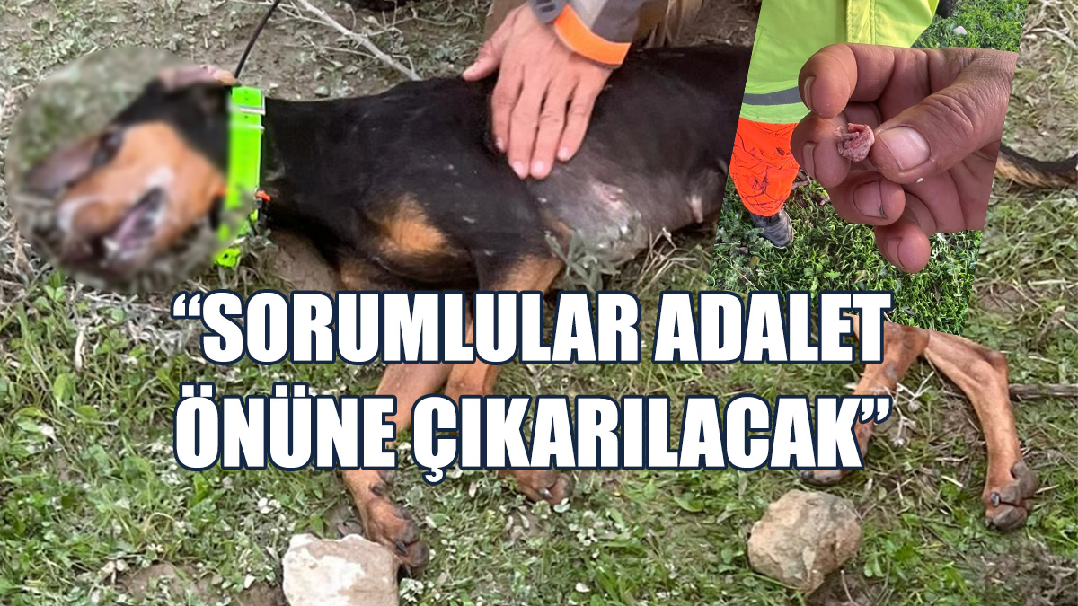 Avcılık Federasyonu'ndan Zehirlenen Av Köpekleriyle İlgili Açıklama…
