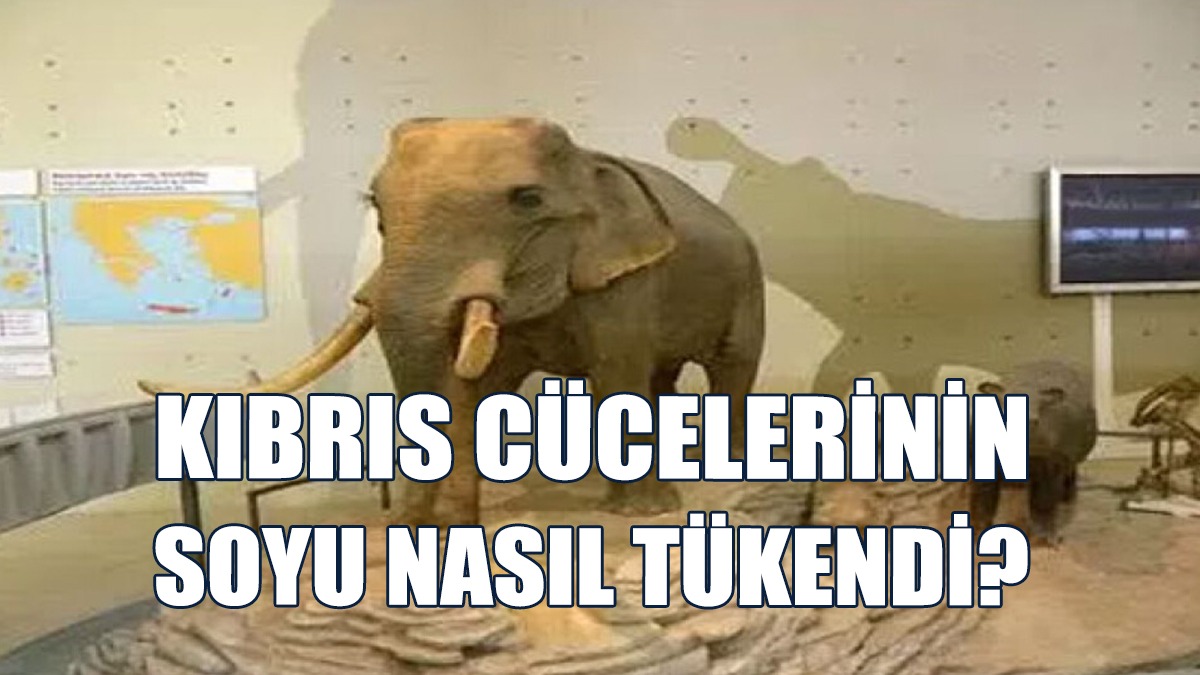 14 Bin Yıl Önce Kıbrıs’ta Soyları Tükendi…