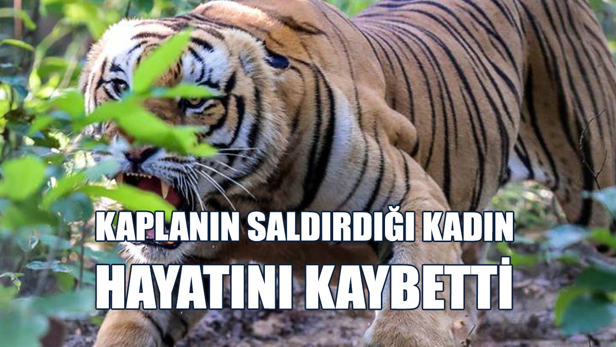 Kadına Saldıran Kaplanı Arama Çalışmalarına Devam Ediyor