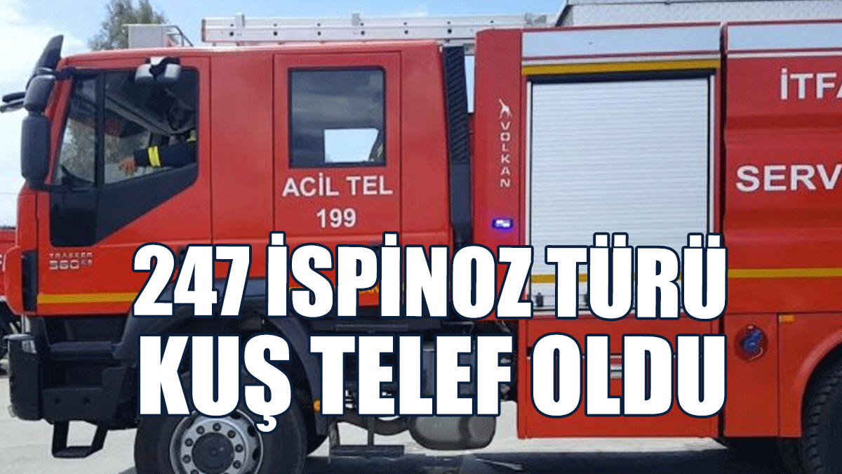 247 İspinoz Türü Kuş Telef Oldu