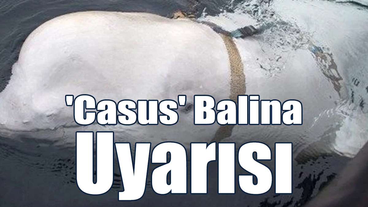 'Casus' Balina İsveç Kıyılarında Görüldü