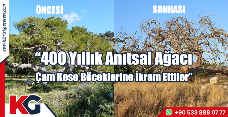 “400 Yıllık Anıtsal Ağacı Çam Kese Böceklerine İkram Ettiler”