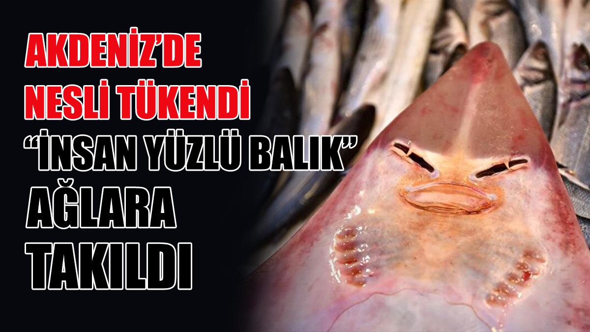 ‘İnsan Yüzlü Balık’ Ağlara Takıldı