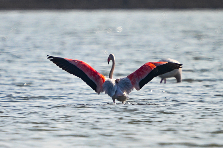 Güney Kıbrıs’ta flamingo sayısı 10 yılda yüzde 31 azaldı