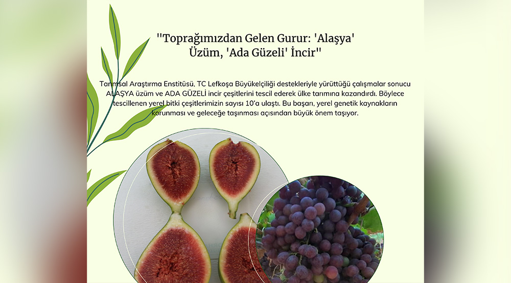 “Alaşya” ve “Ada Güzeli” tescillendi