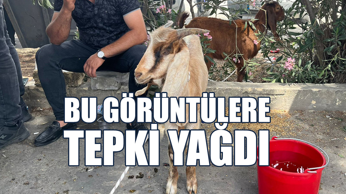 Hayvan Hakları Savunucularından, Hayvancıların Eylemine Tepki