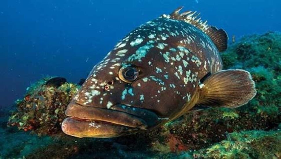 Orfoz ve lahoz türleri için av yasağı başladı