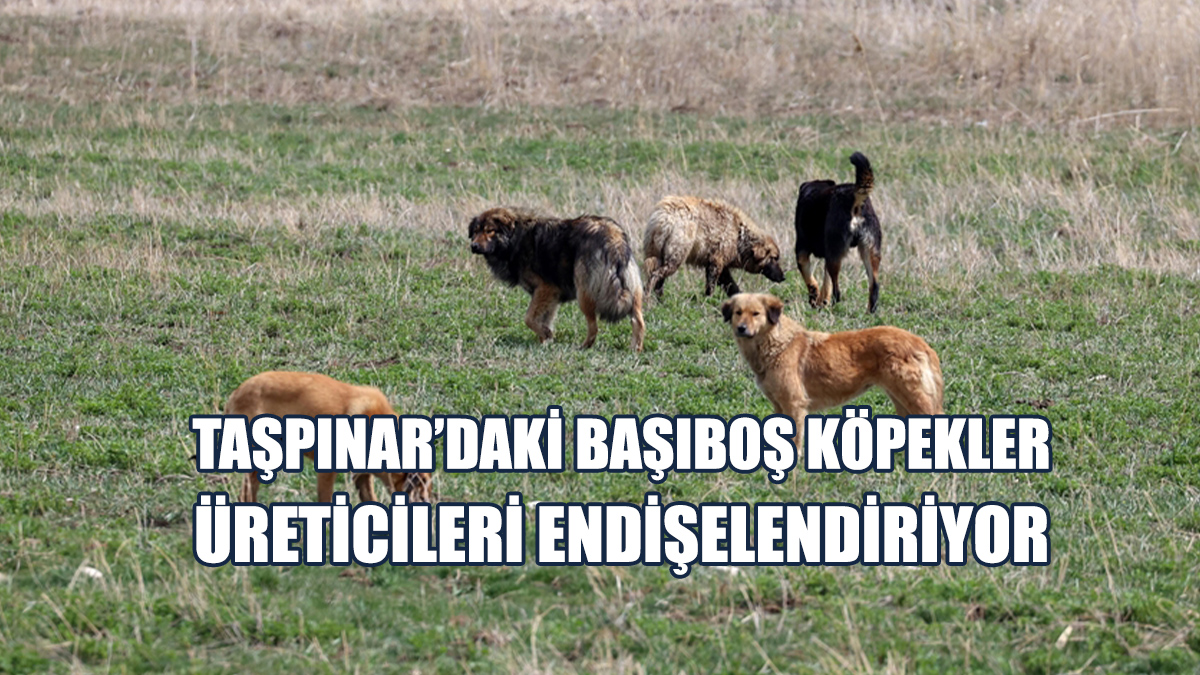 Lefke Çevre ve Ekoloji Derneği: Üreticilerin Hayvanları Telef Oldu!