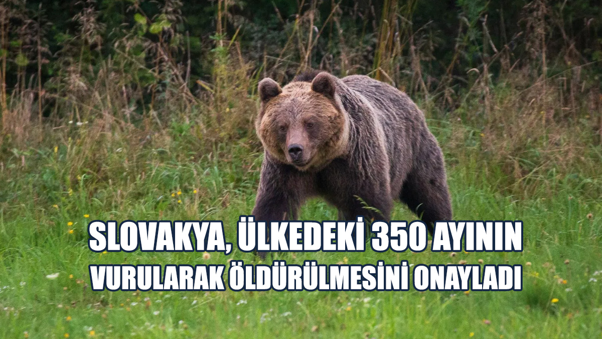 Hükümet, 1.300 Boz Ayının 350’sinin Öldürüleceğini Duyurdu