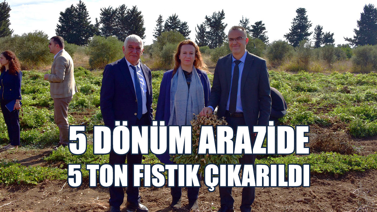 Hasat, Yer Fıstığını Canlandırmak İçin Kullanılacak