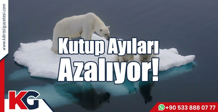 Kutup Ayıları Azalıyor!