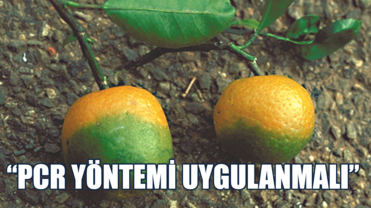 HP Yetkilileri: Yeşillenme Hastalığı Ve Vektör Böcek İle İlgili Bilimsel Adımlar Bir An Önce Atılmalı