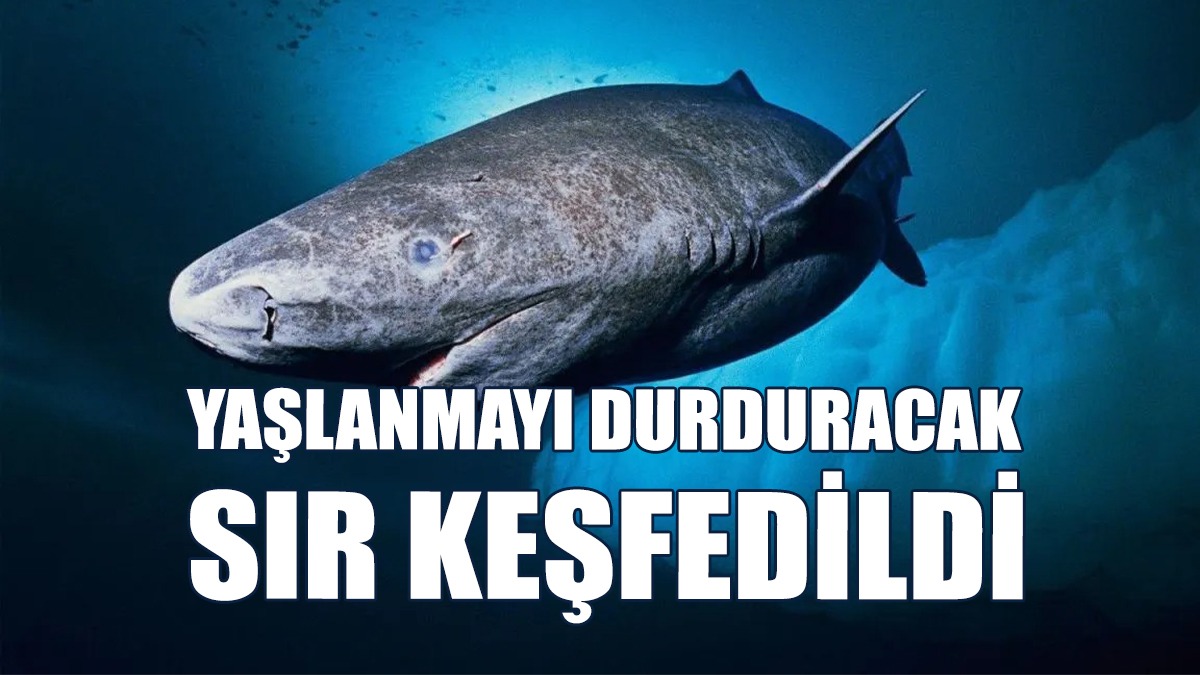 Yaşlanmayı Durduracak Sır Keşfedildi