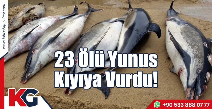23 Ölü Yunus Kıyıya Vurdu!