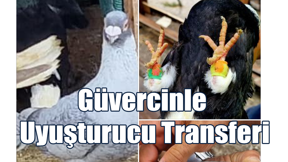 Güvercinle Uyuşturucu Transferi