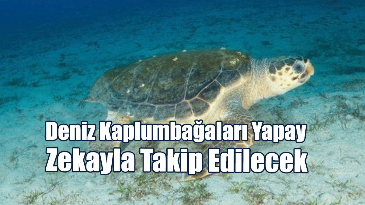 Deniz Kaplumbağaları Yapay Zekayla Takip Edilecek