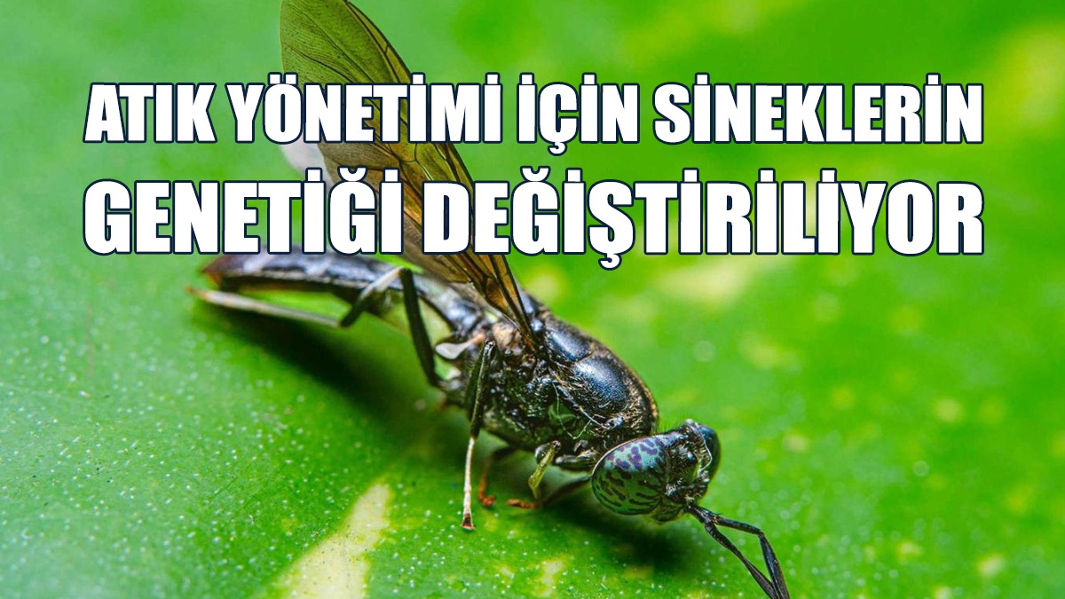 Araştırmacılar Sineklerin Uçmasını Da Engellemeyi Planlıyor