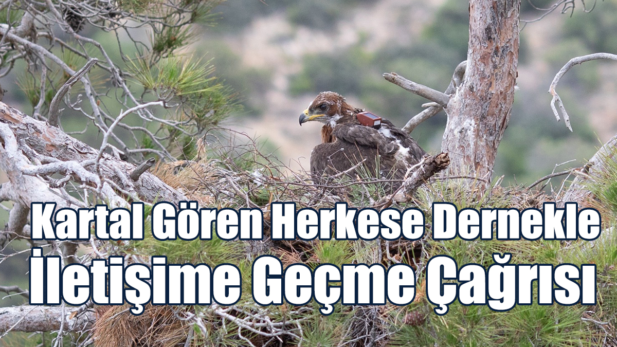 KUŞKOR, 13 Yıldır Kıbrıs’ın Son Kartal Türü Tavşancıllar'ı İzliyor
