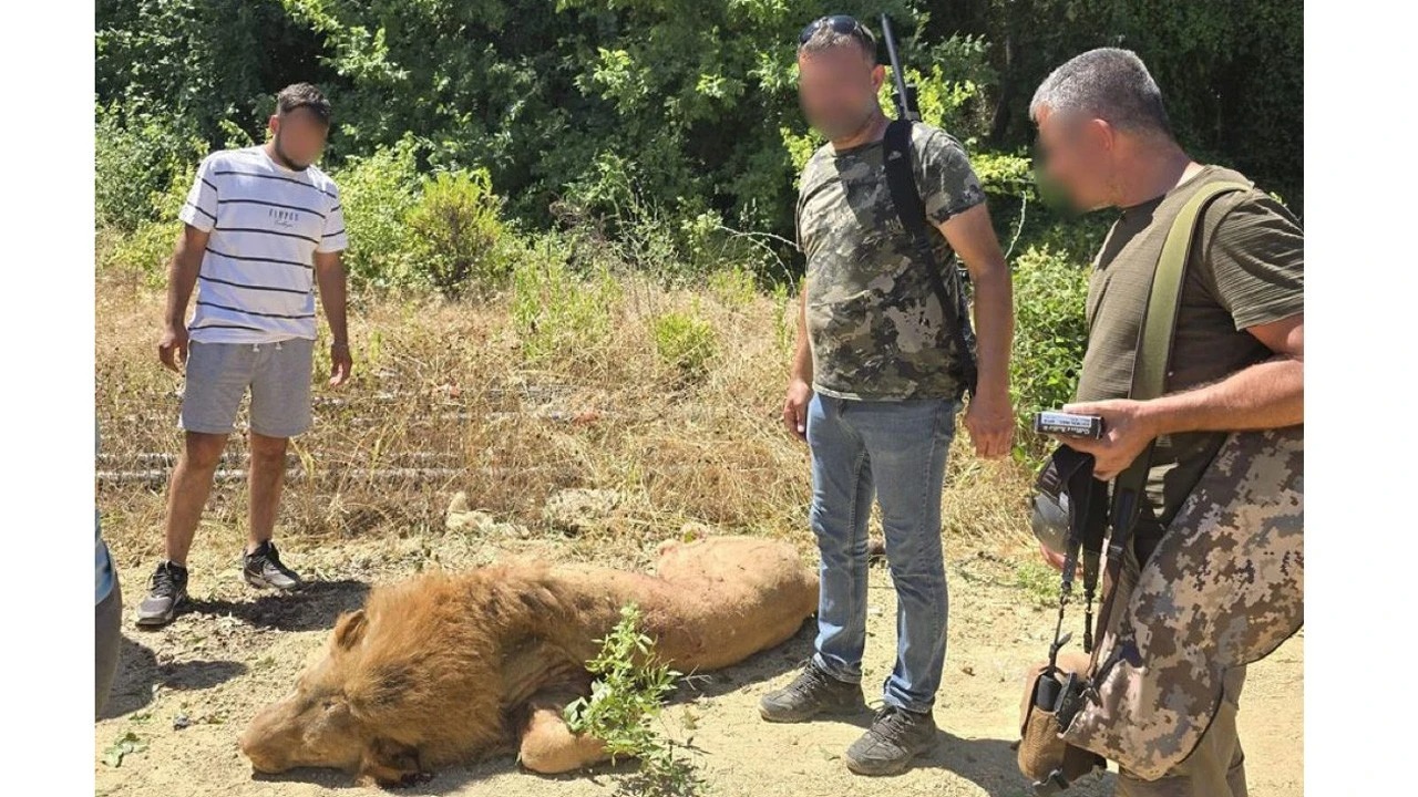 Hayvan parkından kaçan aslan avcılar tarafından öldürüldü