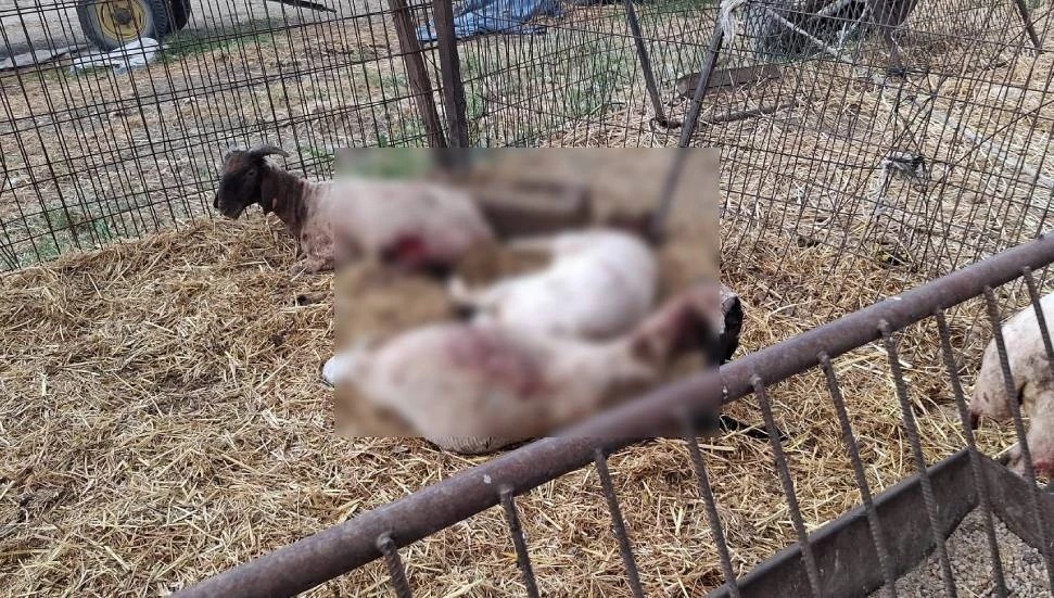 Mehmetçik’te başıboş köpek saldırısı: Küçükbaş hayvanlar telef oldu