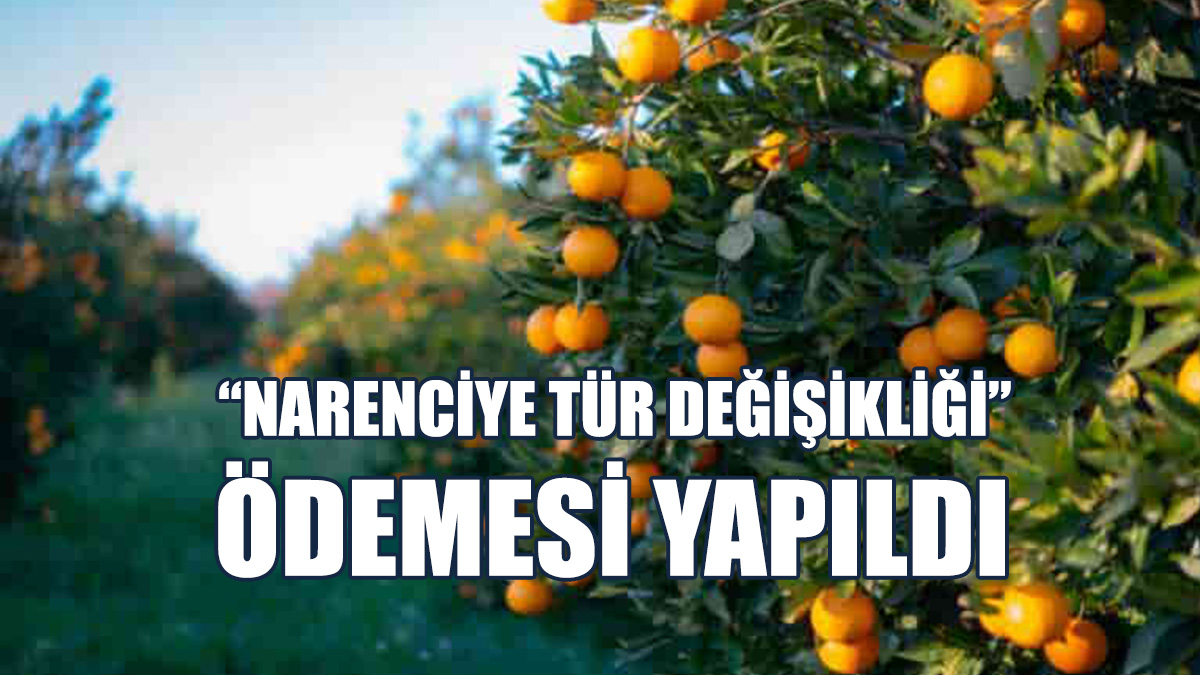 21 Narenciye Üreticisine 691 Bin 300 TL Ödendi
