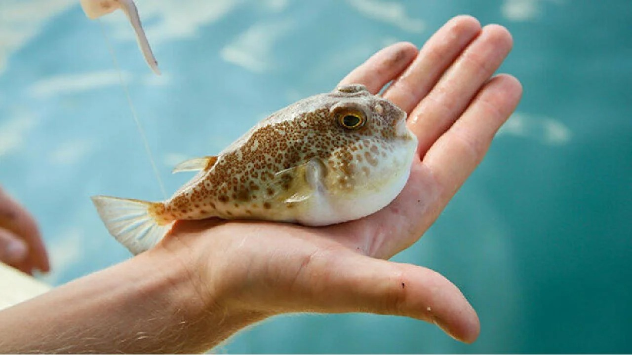 HP'den Balon Balığı teşviklerinin arttırılması çağrısı