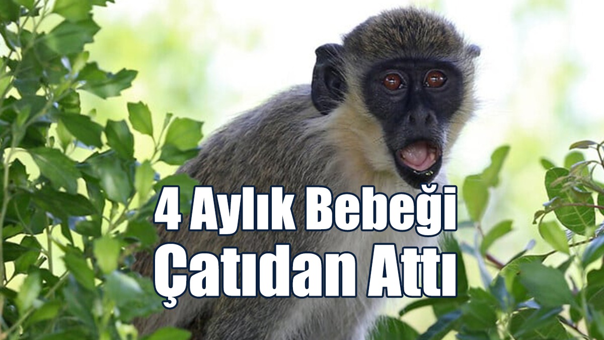 Maymun, 4 Aylık Bebeği Çatıdan Attı