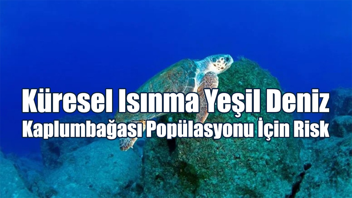 Küresel Isınma Yeşil Deniz Kaplumbağası Popülasyonu İçin Risk Oluşturuyor