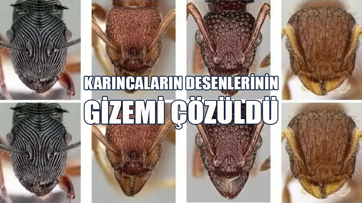 Karıncaların Desenlerinin Gizemi Çözüldü