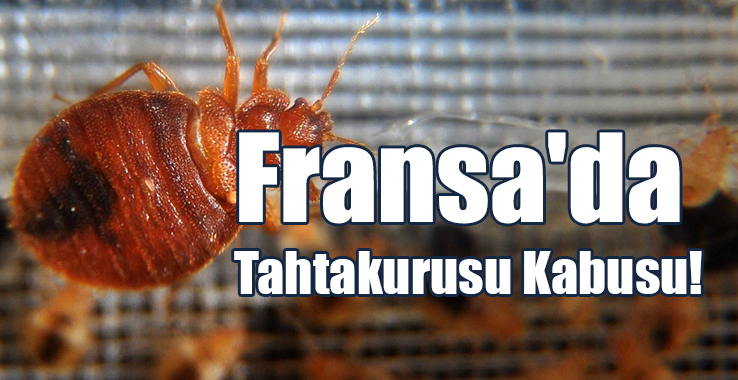 Fransa'da Tahtakurusu Kabusu: Okullara Yayıldı!