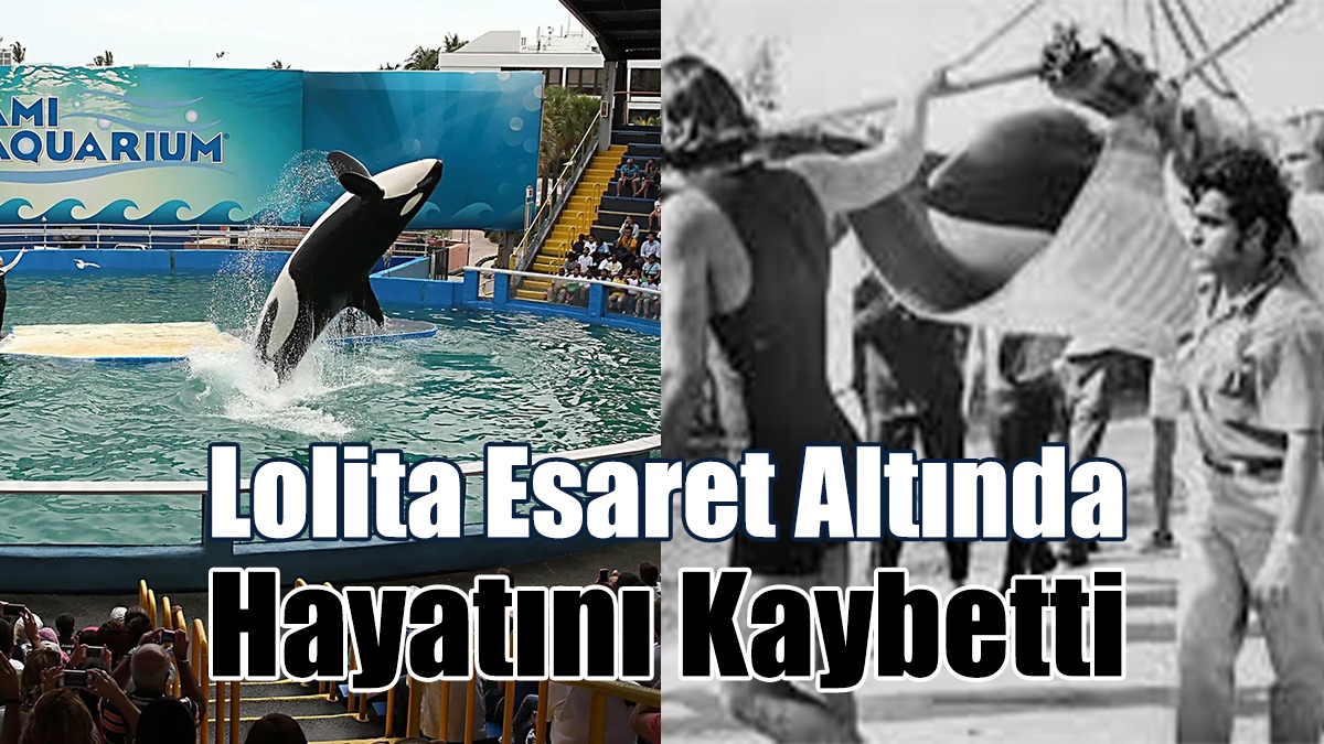 Yarım Asır Esaret Altında Tutulan Lolita Hayatını Kaybetti