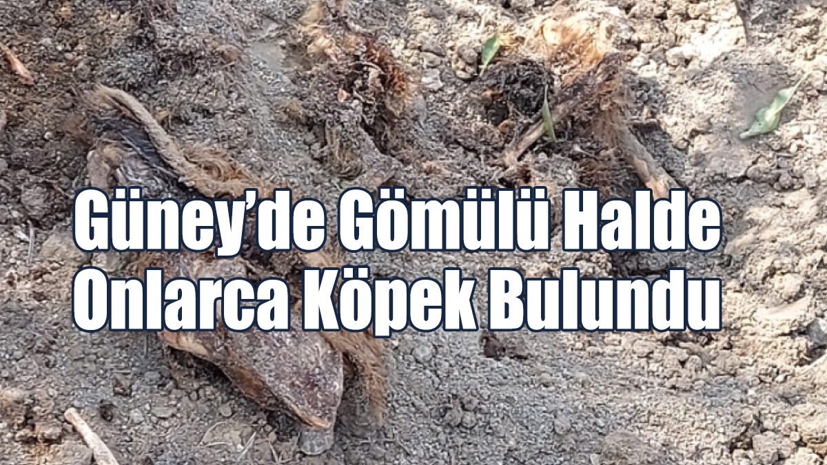 Güney’de Gömülü Halde Onlarca Köpek Bulundu